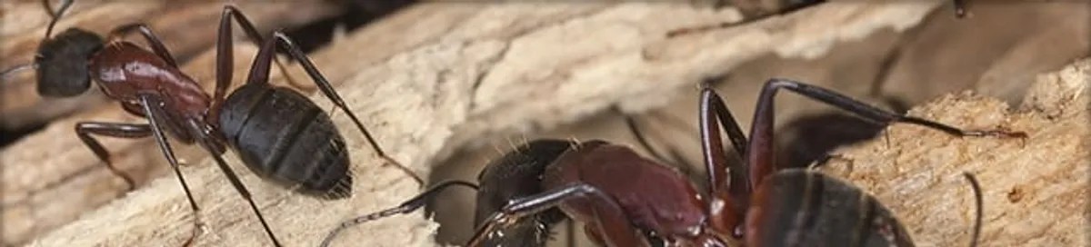 Close-up of ants on wood showing an active ant infestation in Arvada, CO