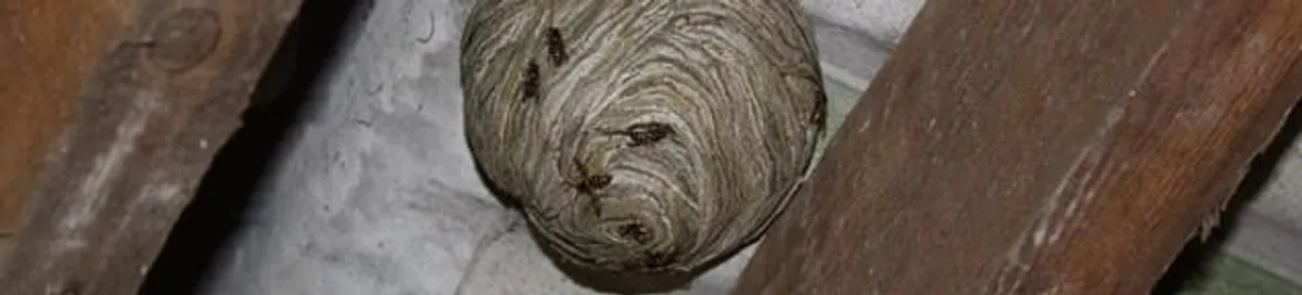 Wasp nest in an attic space, a common home infestation risk in Arvada, CO