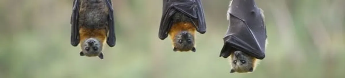 Bats roosting together, a common sign of a bat infestation in Arvada, CO