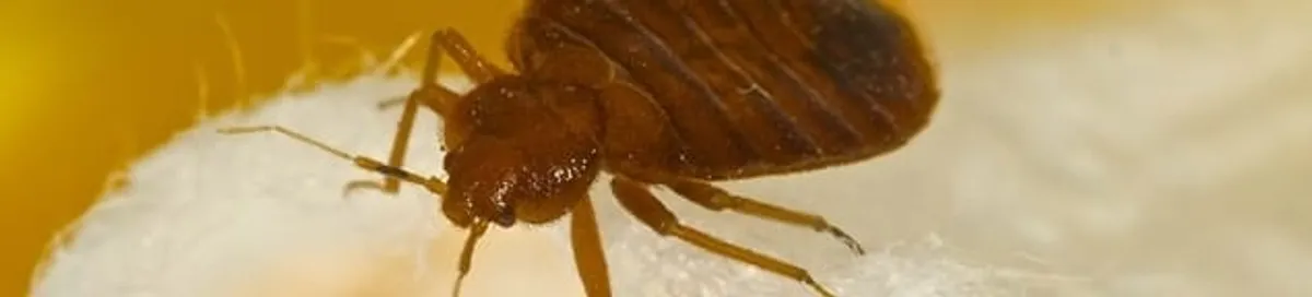 Close-up of a bed bug, a sign of an active infestation in Arvada, CO