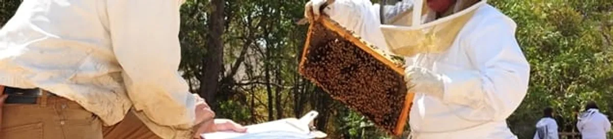 Bee removal specialists relocating a hive and honeycomb safely in Arvada, CO