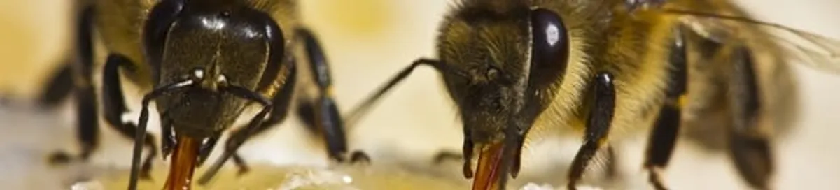 Close-up of honey bees, a sign of a nearby hive in Arvada, CO