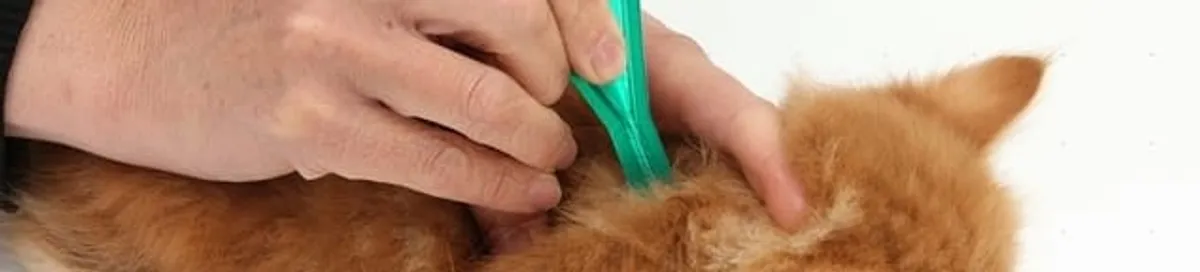 Flea treatment for pets using a flea comb, a sign of flea problems in Arvada, CO