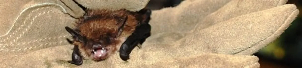Bat removal specialist holding a bat safely during humane exclusion in Arvada, CO