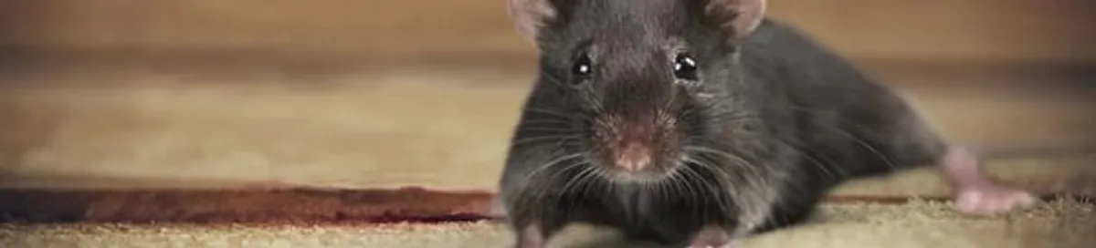 Mouse indoors, a common sign of a rodent infestation in Arvada, CO