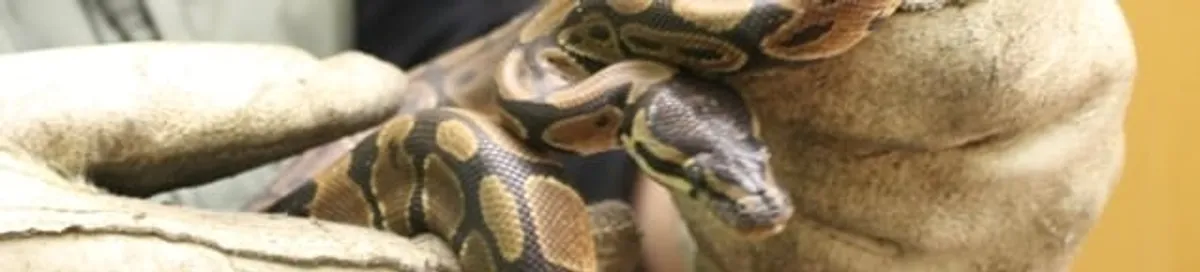 Snake removal specialist safely handling a snake with protective gloves in Arvada, CO