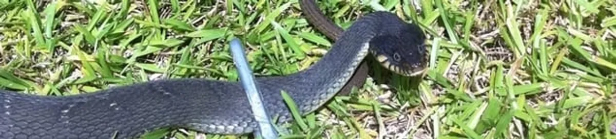 Snake in a yard, a common sign of a snake problem near a home in Arvada, CO