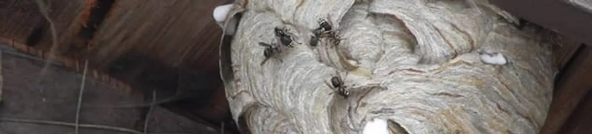 Close-up of a wasp nest with active wasps, a sign of an infestation in Arvada, CO